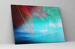 Obraz Farebné makro listy 2058